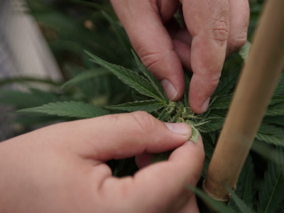 Photo for: New Hampshire House Approves Marijuana Legalization Bill