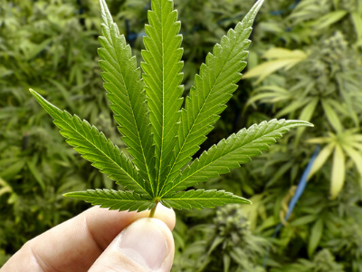 Photo for: New Hand-Held Scanner Found To Distinguish Hemp From Marijuana With 100% Accuracy, Report Shows