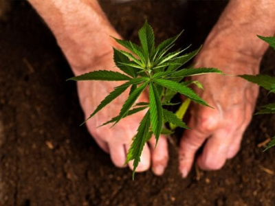 Photo for: Initiative launched to help small farmers into cannabis cultivation
