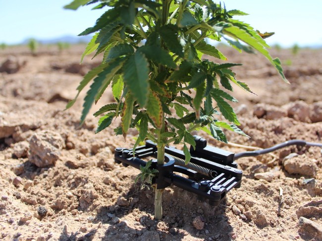 Photo for: Integrated CBD Sets Sustainable Hemp Farming Standards with Completion of Precision Irrigation Technology Installation